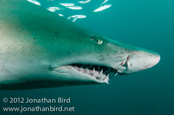 Sand Tiger Shark [Carcharias taurus]