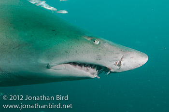 Sand Tiger Shark [Carcharias taurus]