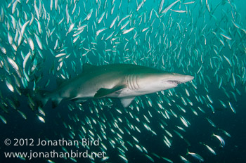 Sand Tiger Shark [Carcharias taurus]