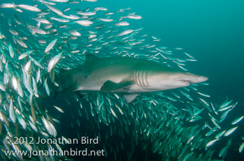 Sand Tiger Shark [Carcharias taurus]