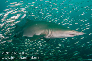 Sand Tiger Shark [Carcharias taurus]