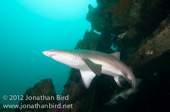 Sand Tiger Shark [Carcharias taurus]