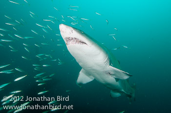 Sand Tiger Shark [Carcharias taurus]