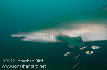 Sand Tiger Shark [Carcharias taurus]