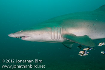 Sand Tiger Shark [Carcharias taurus]