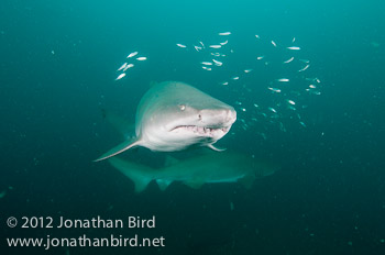 Sand Tiger Shark [Carcharias taurus]