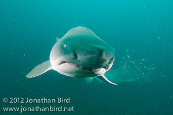 Sand Tiger Shark [Carcharias taurus]