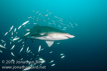 Sand Tiger Shark [Carcharias taurus]