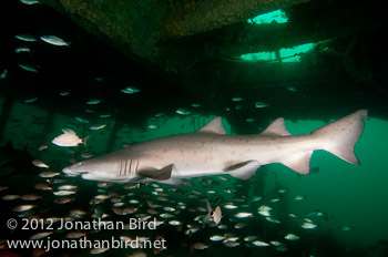 Sand Tiger Shark [Carcharias taurus]