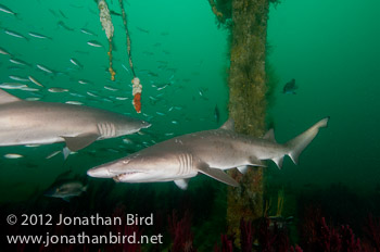 Sand Tiger Shark [Carcharias taurus]