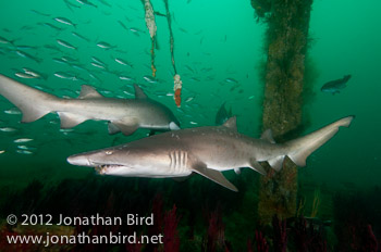 Sand Tiger Shark [Carcharias taurus]
