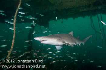Sand Tiger Shark [Carcharias taurus]