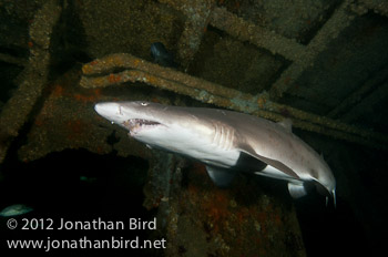 Sand Tiger Shark [Carcharias taurus]