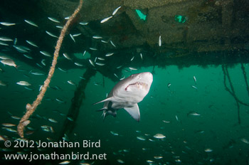Sand Tiger Shark [Carcharias taurus]