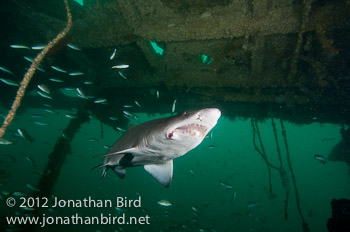 Sand Tiger Shark [Carcharias taurus]