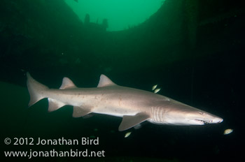 Sand Tiger Shark [Carcharias taurus]
