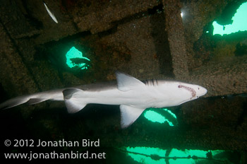 Sand Tiger Shark [Carcharias taurus]