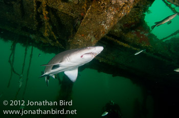 Sand Tiger Shark [Carcharias taurus]