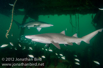 Sand Tiger Shark [Carcharias taurus]