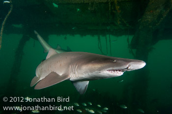 Sand Tiger Shark [Carcharias taurus]