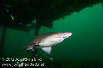 Sand Tiger Shark [Carcharias taurus]