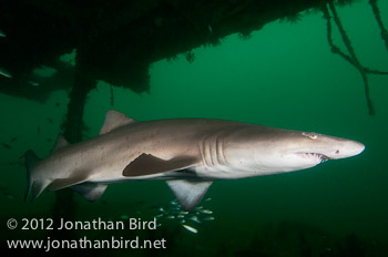 Sand Tiger Shark [Carcharias taurus]