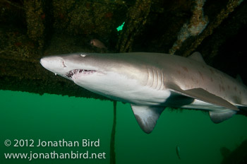 Sand Tiger Shark [Carcharias taurus]