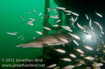 Sand Tiger Shark [Carcharias taurus]