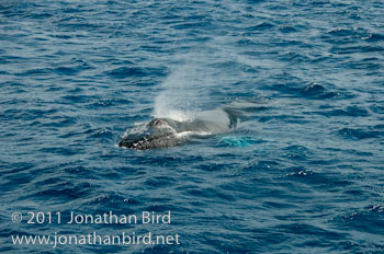 Humpback Whale [Megaptera novaeangliae]