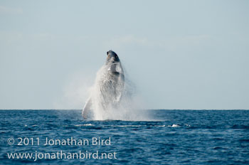 Humpback Whale [Megaptera novaeangliae]