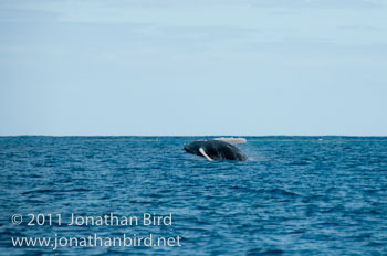 Humpback Whale [Megaptera novaeangliae]