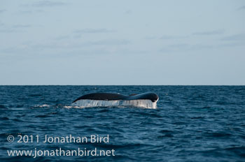 Humpback Whale [Megaptera novaeangliae]