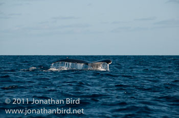 Humpback Whale [Megaptera novaeangliae]