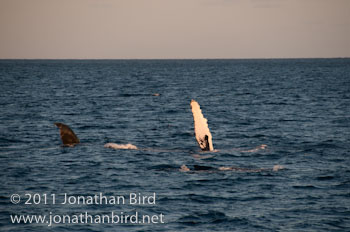 Humpback Whale [Megaptera novaeangliae]
