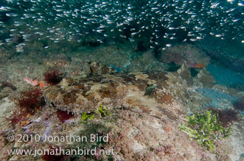 Ornate Wobbegong Shark [Orectolobus ornatus]