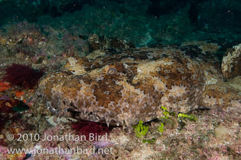 Ornate Wobbegong Shark [Orectolobus ornatus]