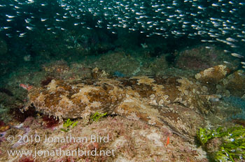 Ornate Wobbegong Shark [Orectolobus ornatus]