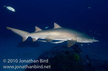 Sand Tiger Shark [Carcharias taurus]