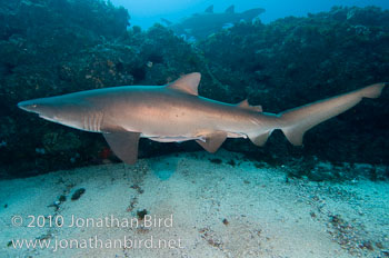 Sand Tiger Shark [Carcharias taurus]