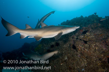 Sand Tiger Shark [Carcharias taurus]