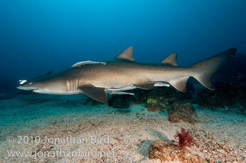 Sand Tiger Shark [Carcharias taurus]
