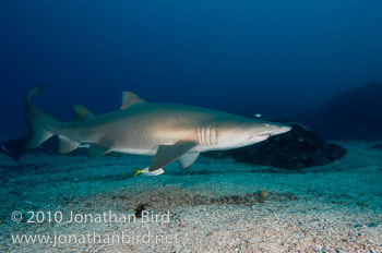 Sand Tiger Shark [Carcharias taurus]