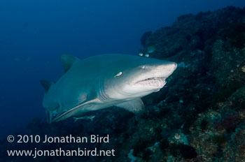 Sand Tiger Shark [Carcharias taurus]