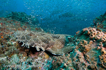 Spotted Wobbegong Shark [Orectolobus maculatus]