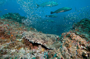 Spotted Wobbegong Shark [Orectolobus maculatus]