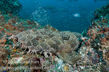 Spotted Wobbegong Shark [Orectolobus maculatus]