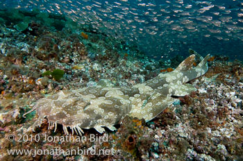Spotted Wobbegong Shark [Orectolobus maculatus]