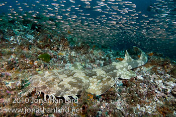 Spotted Wobbegong Shark [Orectolobus maculatus]