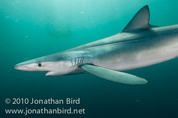 Blue Shark [Prionace glauca]