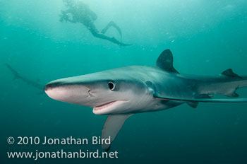 Blue Shark [Prionace glauca]